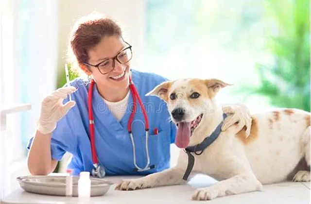 A dog and a cat resting, illustrating why Tylenol and acetaminophen are dangerous for pets