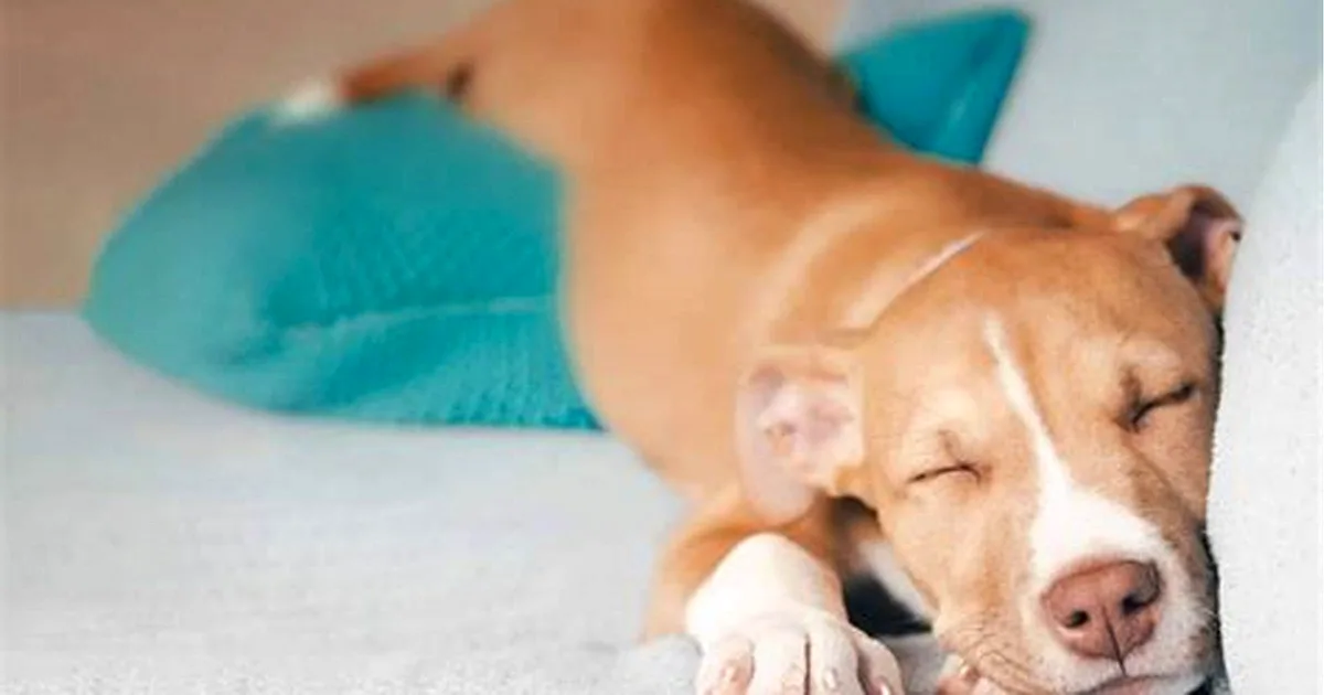 A dog looking up next to a bottle of pills, illustrating the question can dogs take Tylenol safely